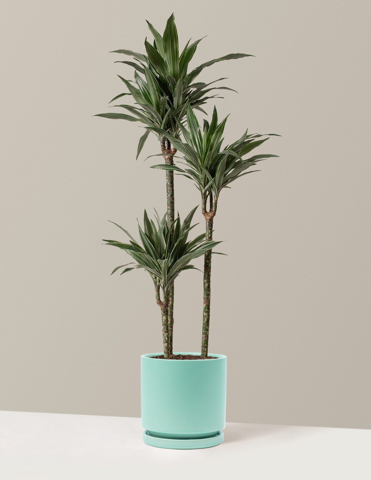 Large Dracaena Warneckii