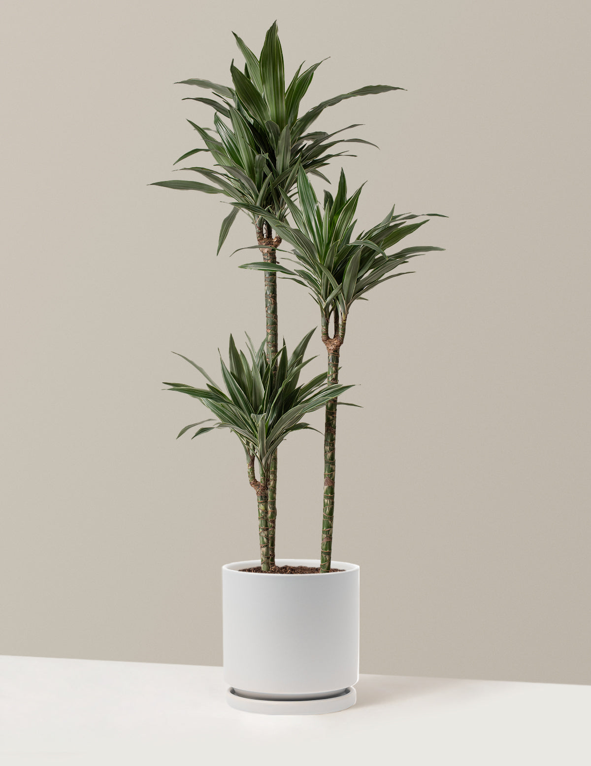Large Dracaena Warneckii