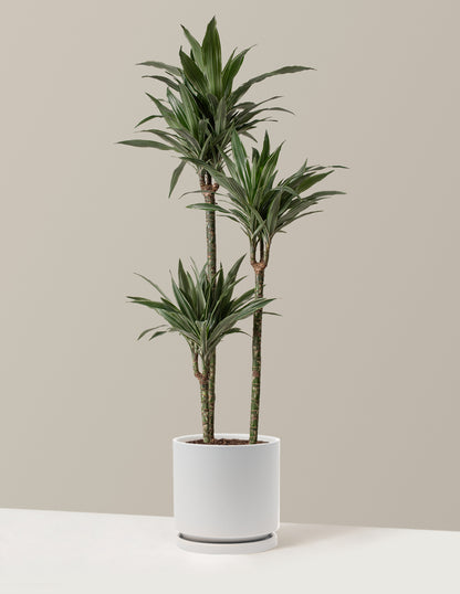Large Dracaena Warneckii