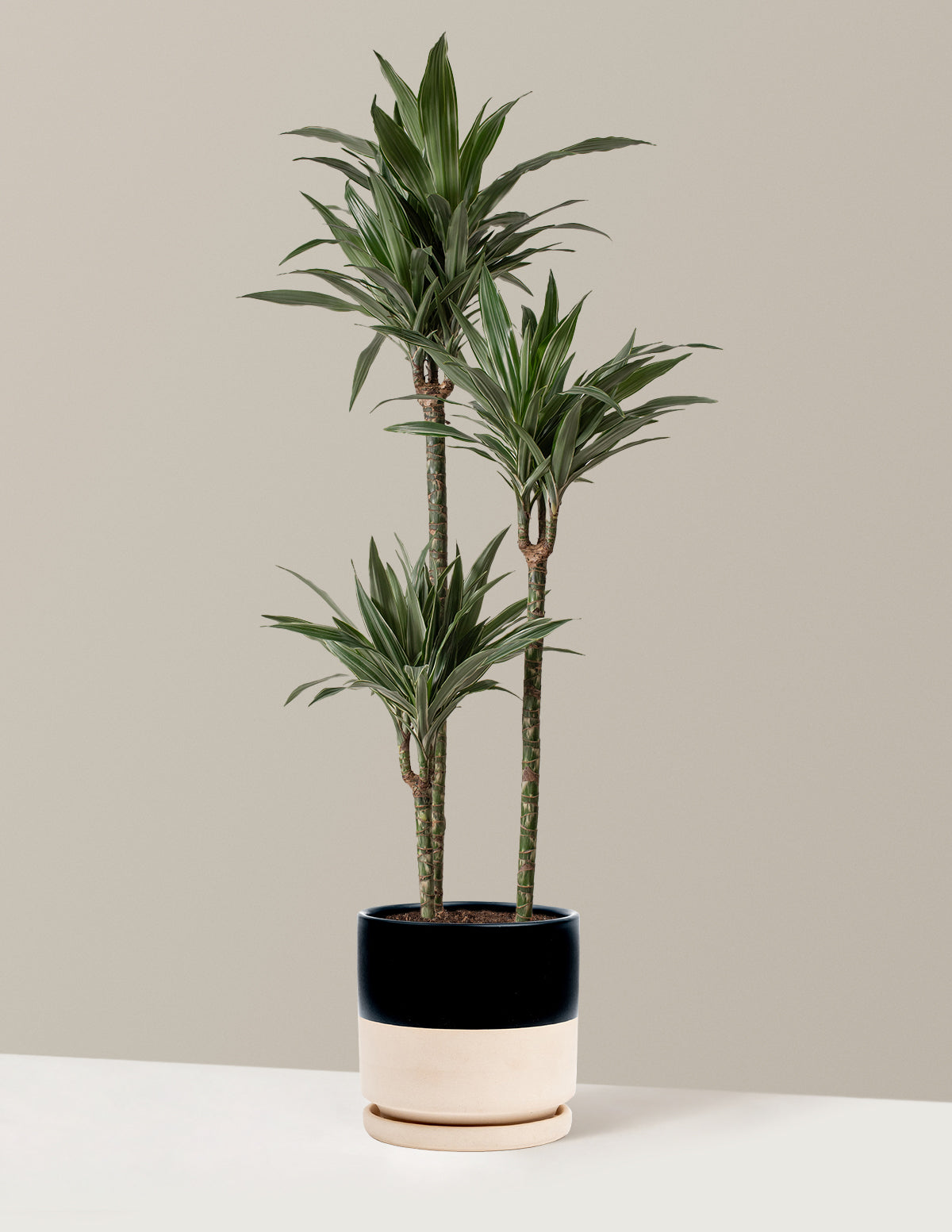 Large Dracaena Warneckii