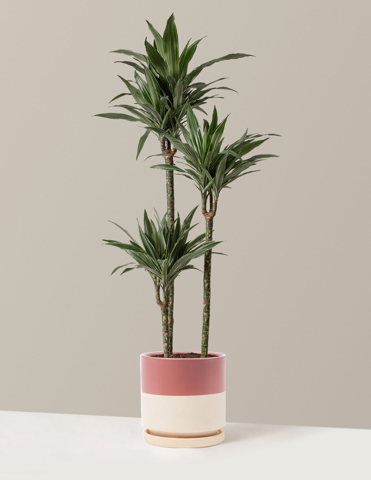 Large Dracaena Warneckii