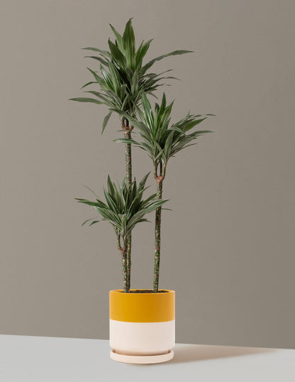 Large Dracaena Warneckii