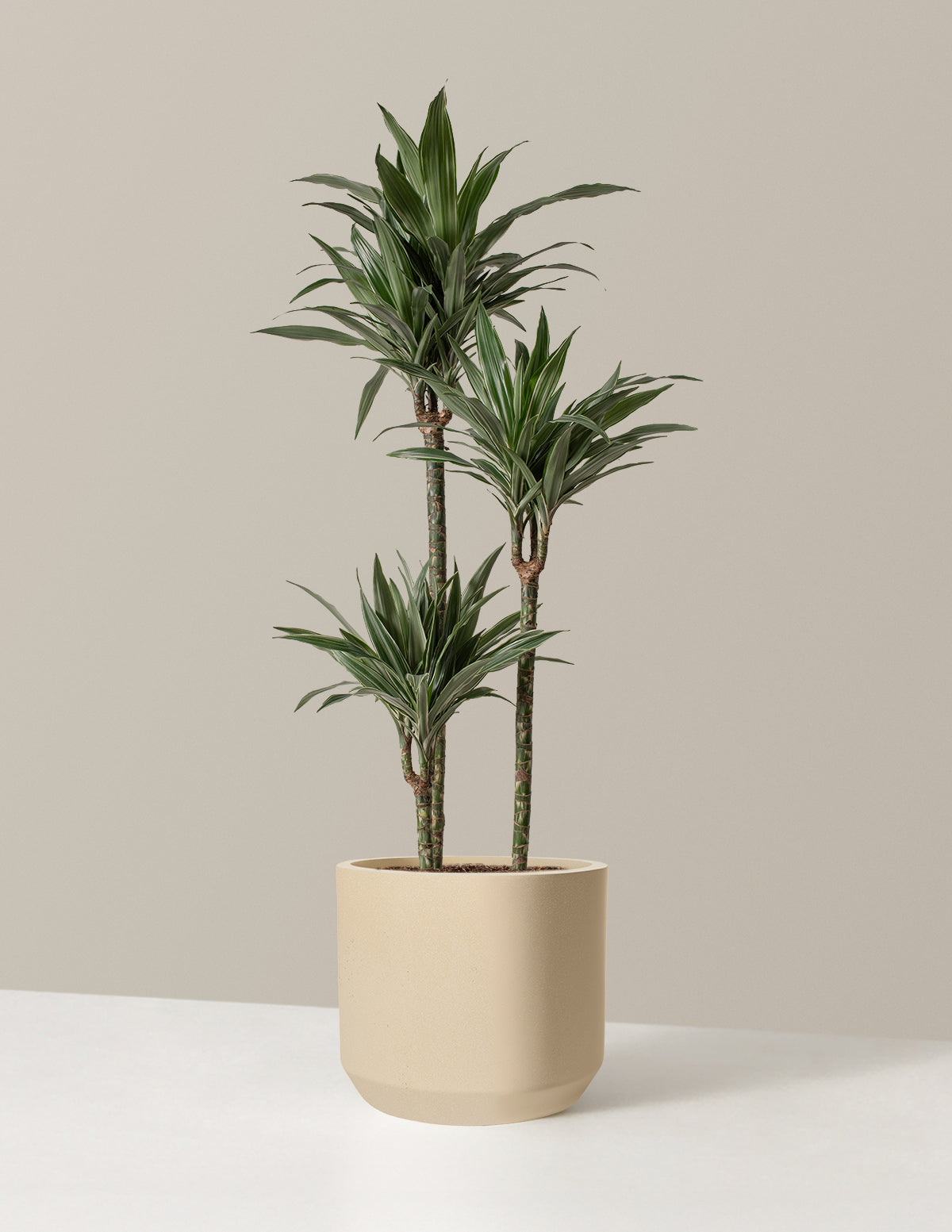 Large Dracaena Warneckii