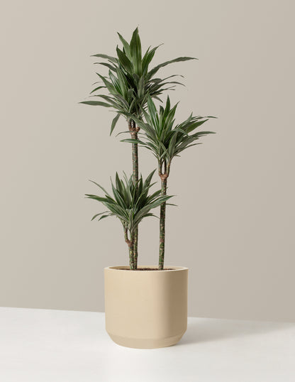 Large Dracaena Warneckii