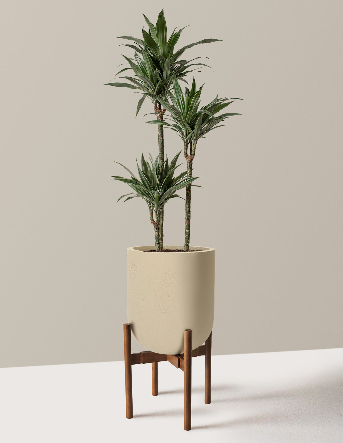 dracaena warneckii plant Large Dracaena Warneckii