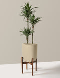 Large Dracaena Warneckii