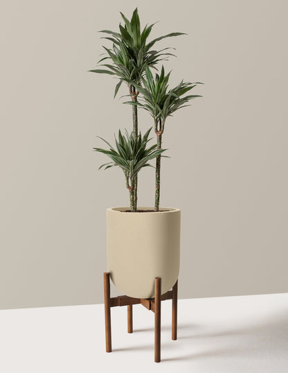 Large Dracaena Warneckii