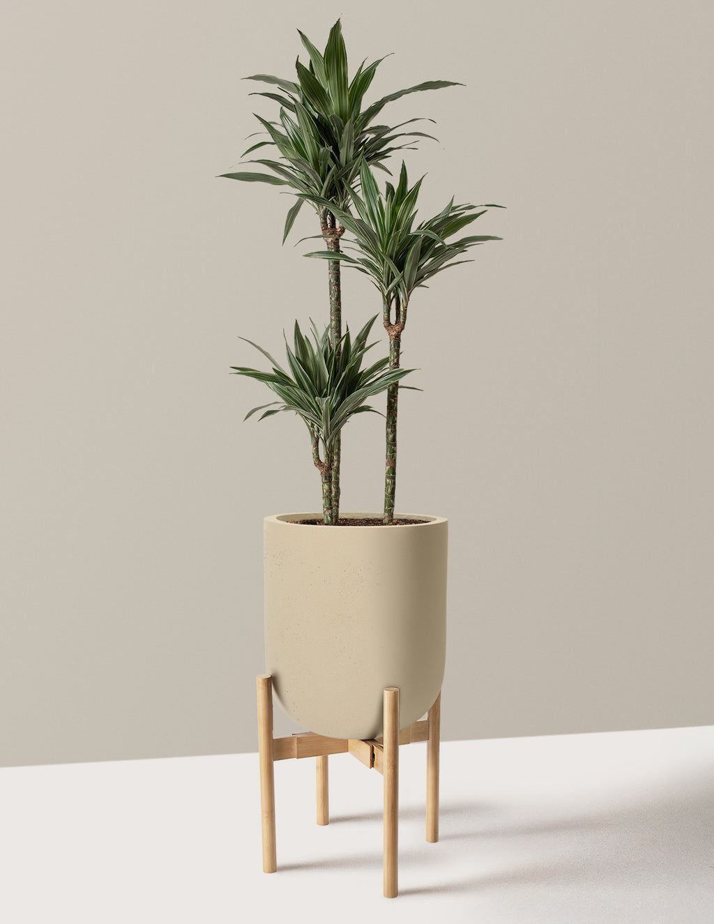 Large Dracaena Warneckii