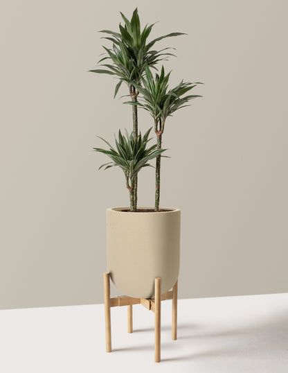 Large Dracaena Warneckii
