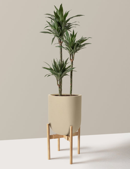 Large Dracaena Warneckii