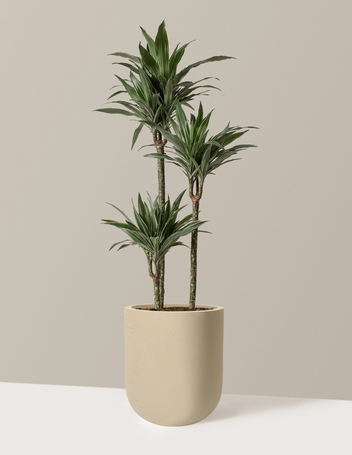 Large Dracaena Warneckii