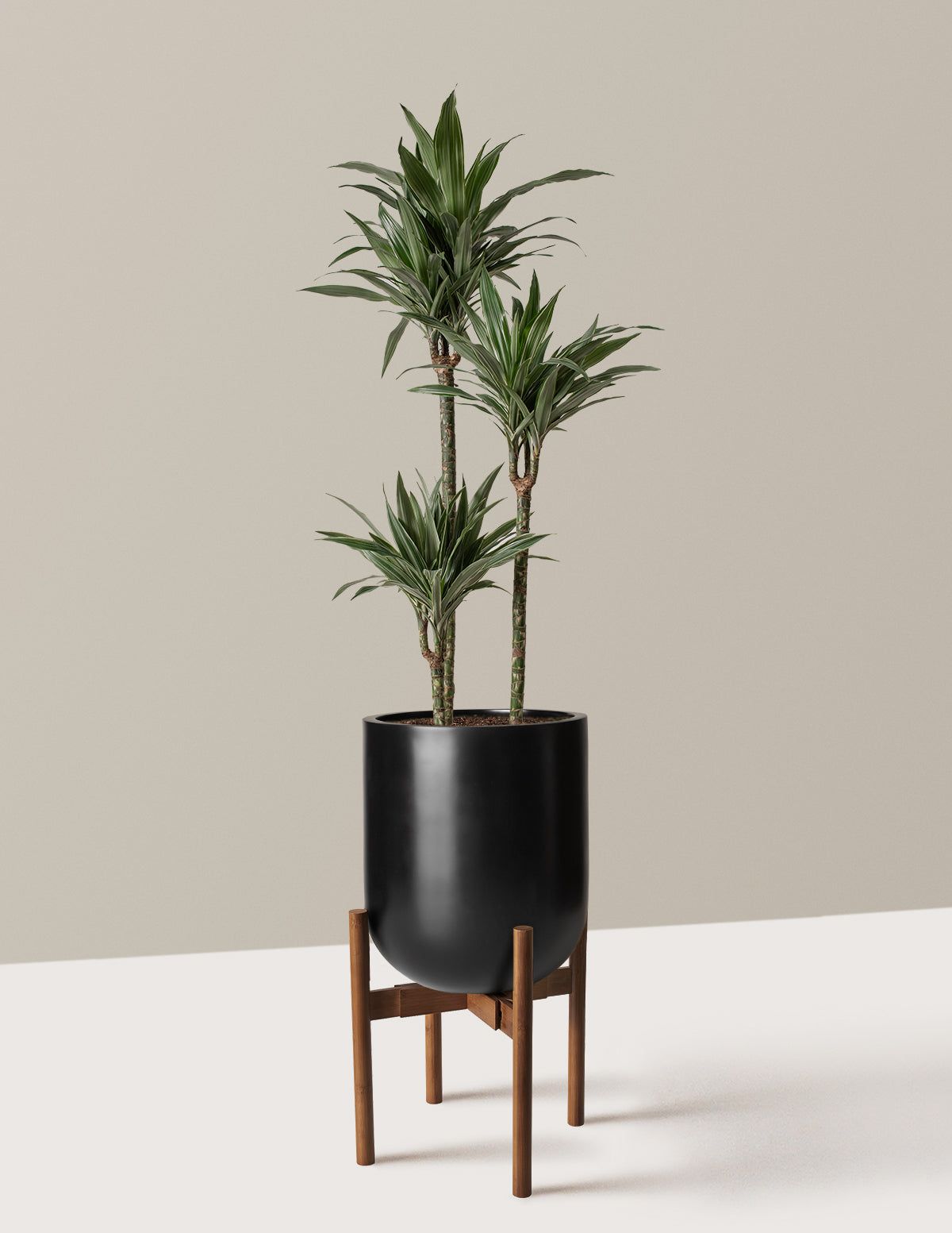 Large Dracaena Warneckii