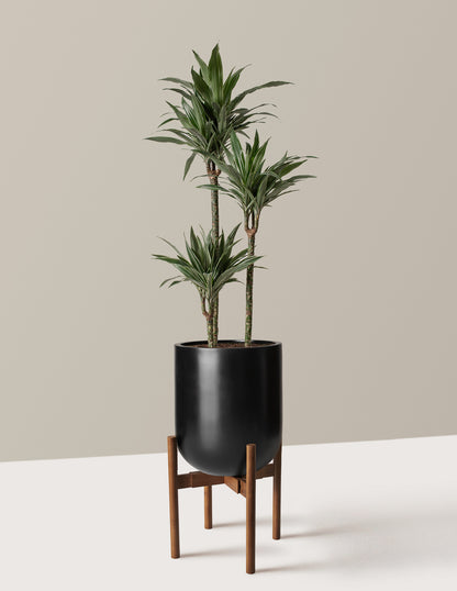Large Dracaena Warneckii