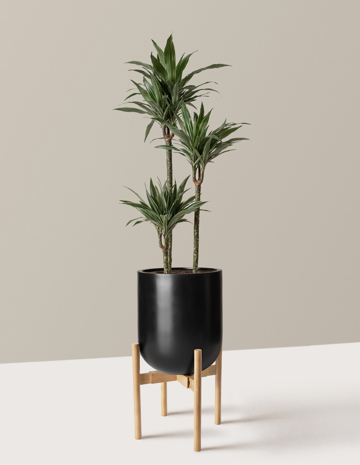 Large Dracaena Warneckii