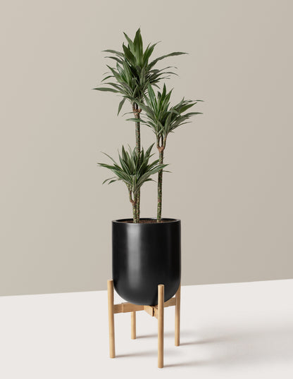 Large Dracaena Warneckii