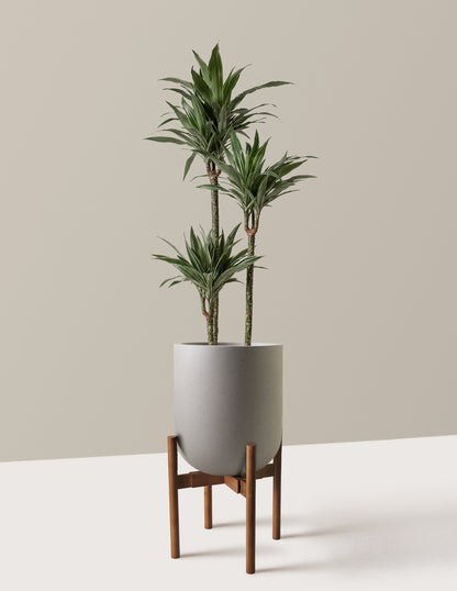 Large Dracaena Warneckii