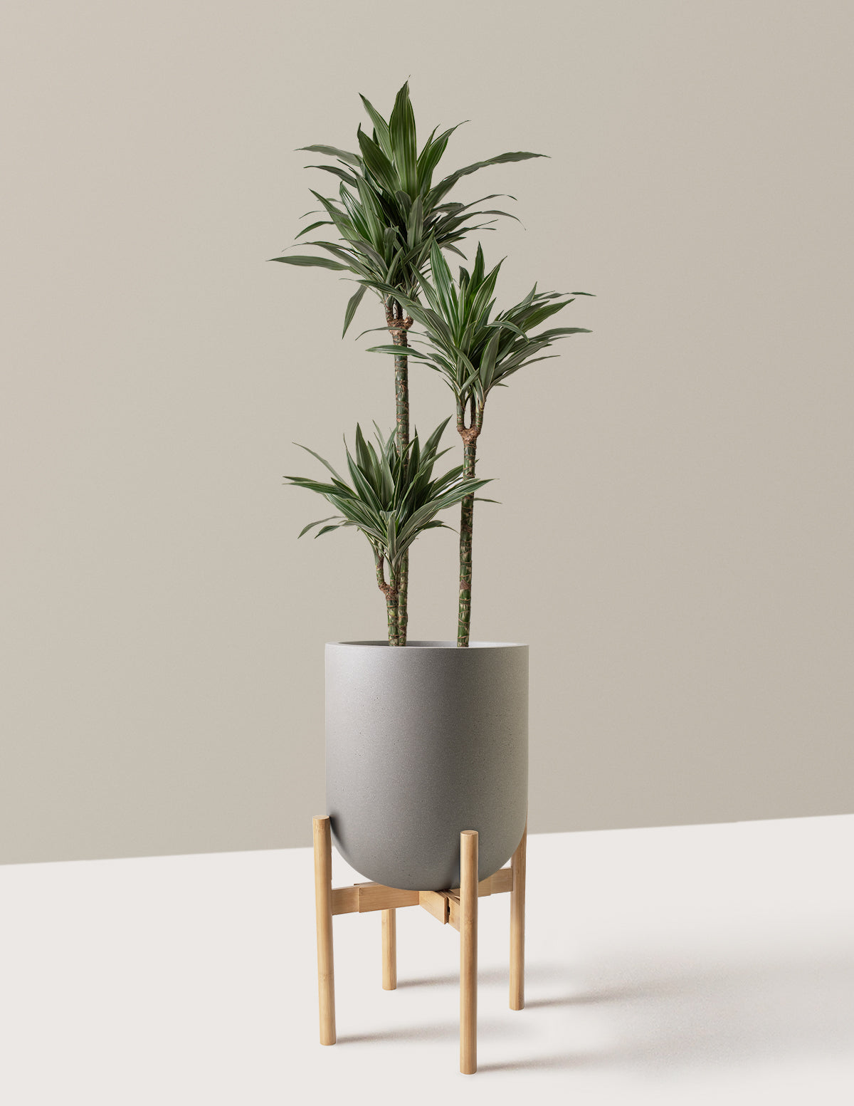 Large Dracaena Warneckii