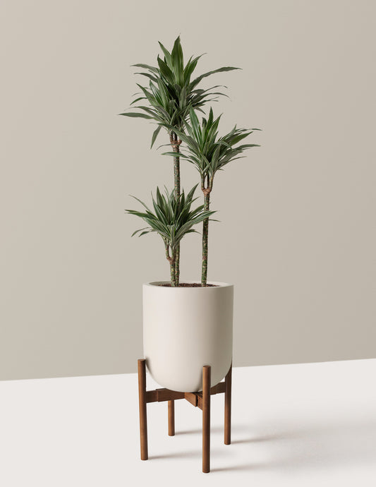 Large Dracaena Warneckii