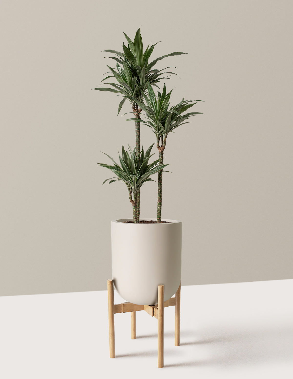 Large Dracaena Warneckii