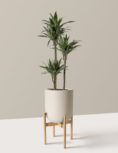 Large Dracaena Warneckii