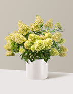 bundle | 3 Gallon | Agnes | Cream
