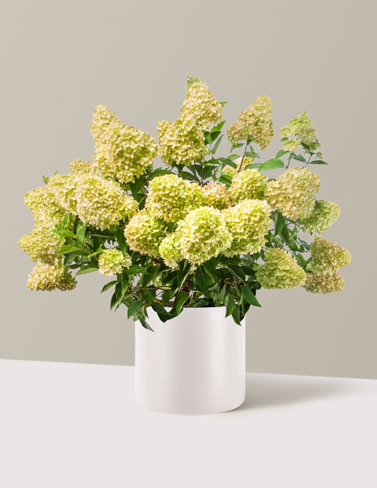 Dragon Baby™ Hydrangea