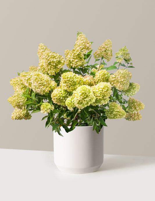 Dragon Baby™ Hydrangea