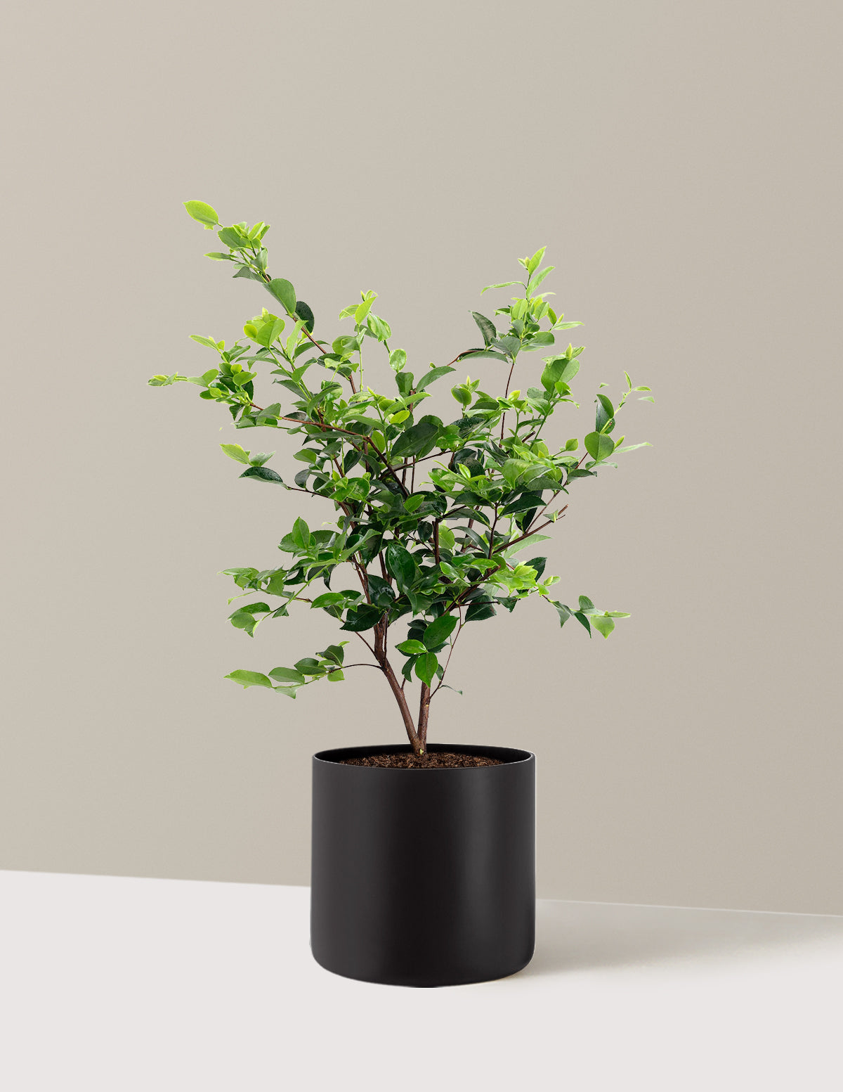 Dream Weaver Camellia