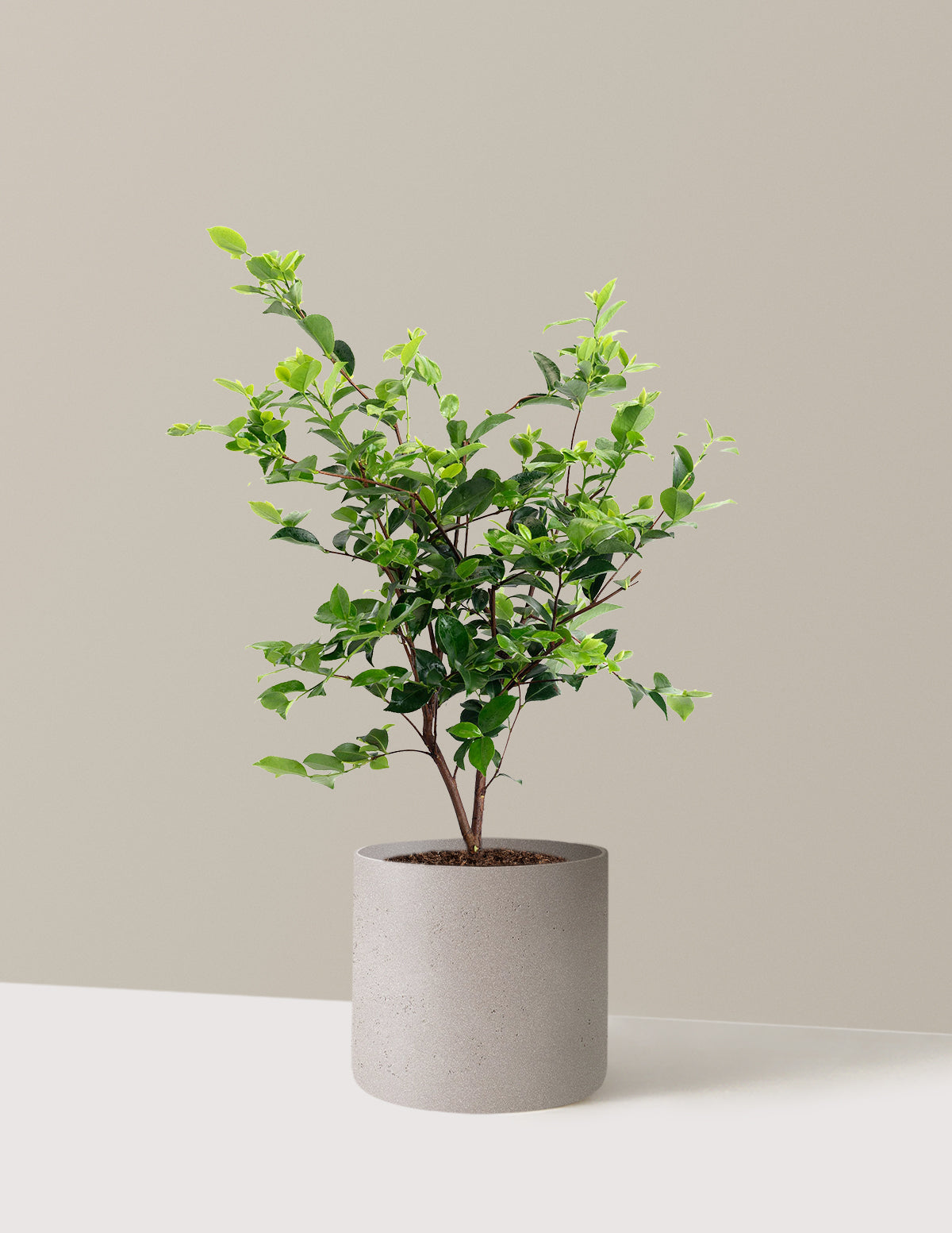 Dream Weaver Camellia