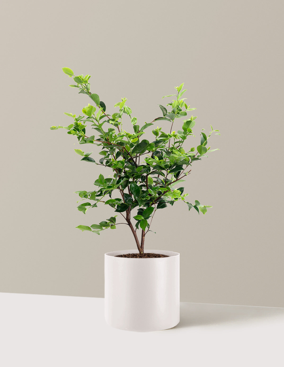 Dream Weaver Camellia