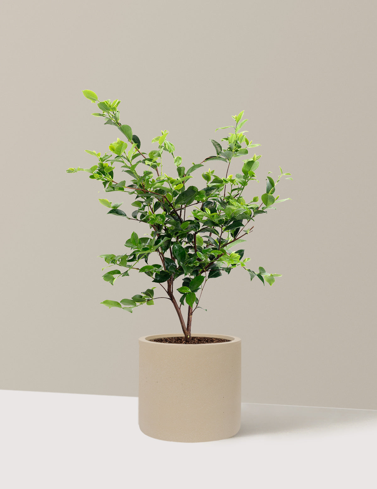 Dream Weaver Camellia