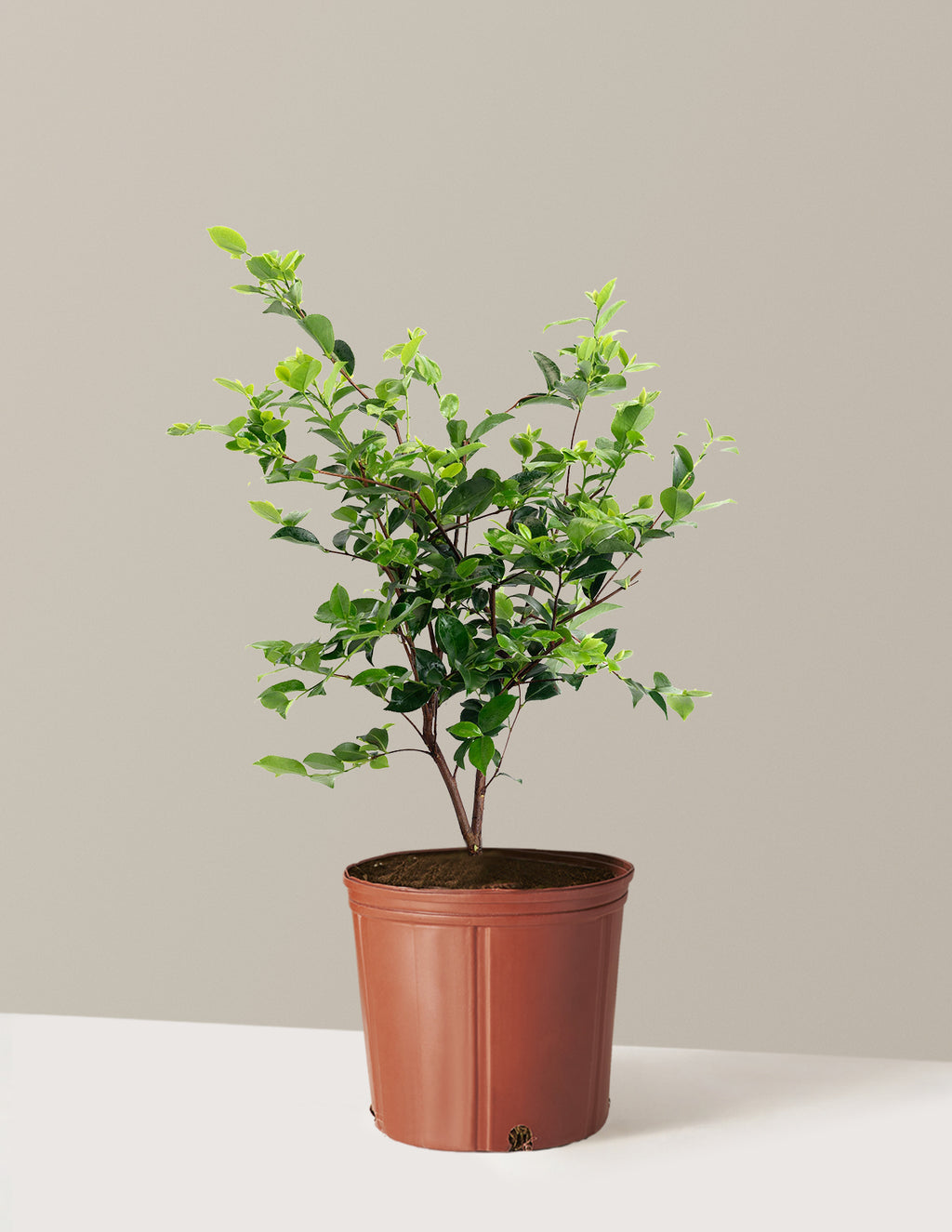 Dream Weaver Camellia