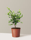 Dream Weaver Camellia