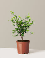 Dream Weaver Camellia