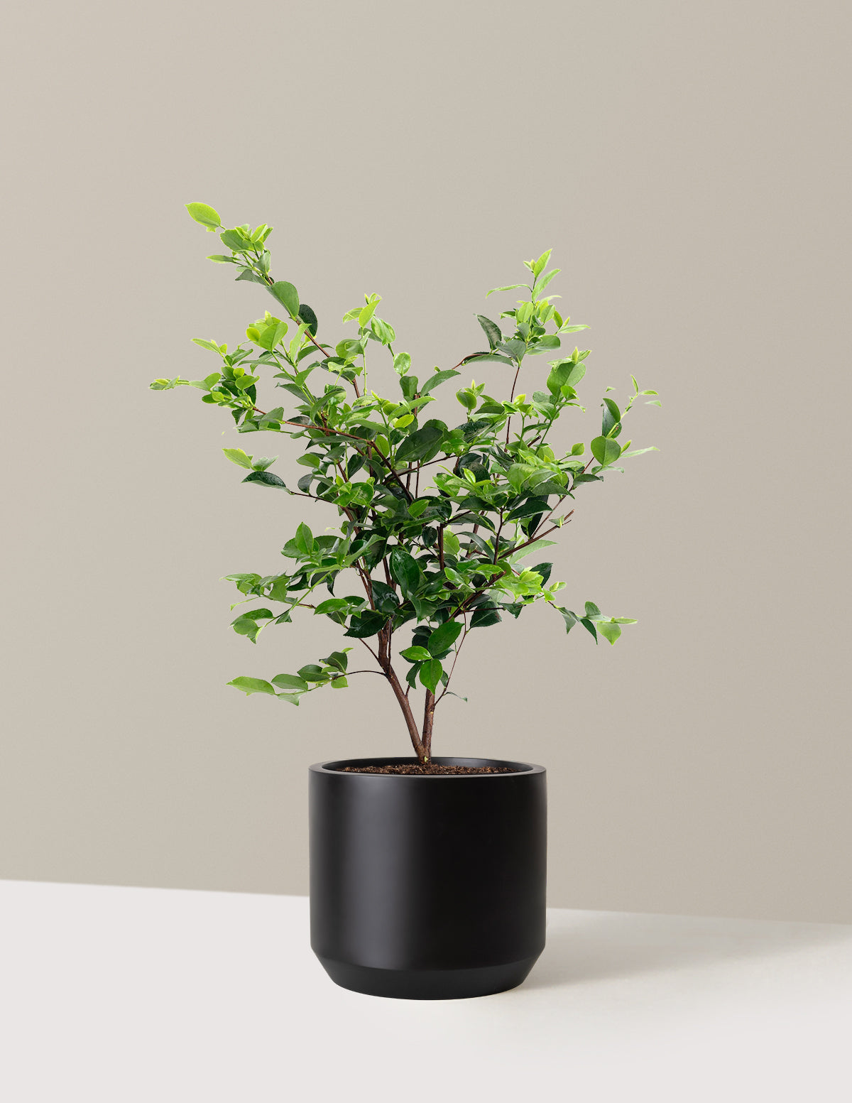 Dream Weaver Camellia
