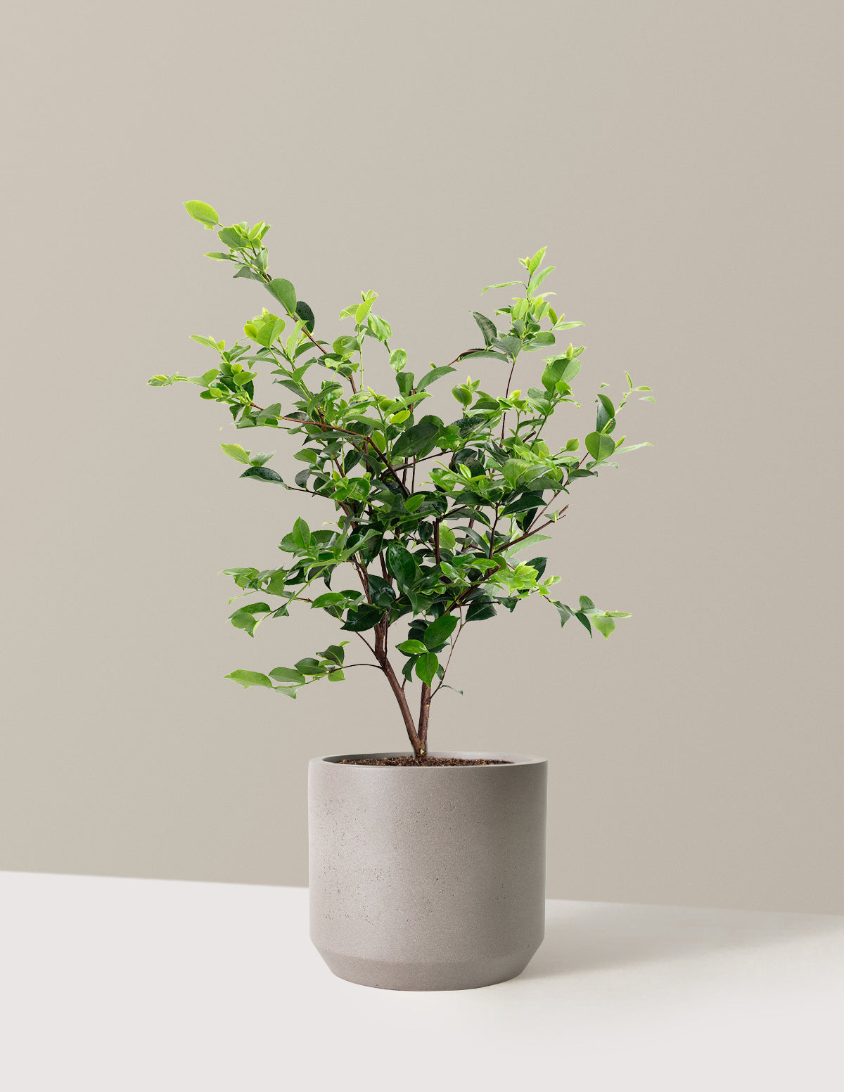 Dream Weaver Camellia