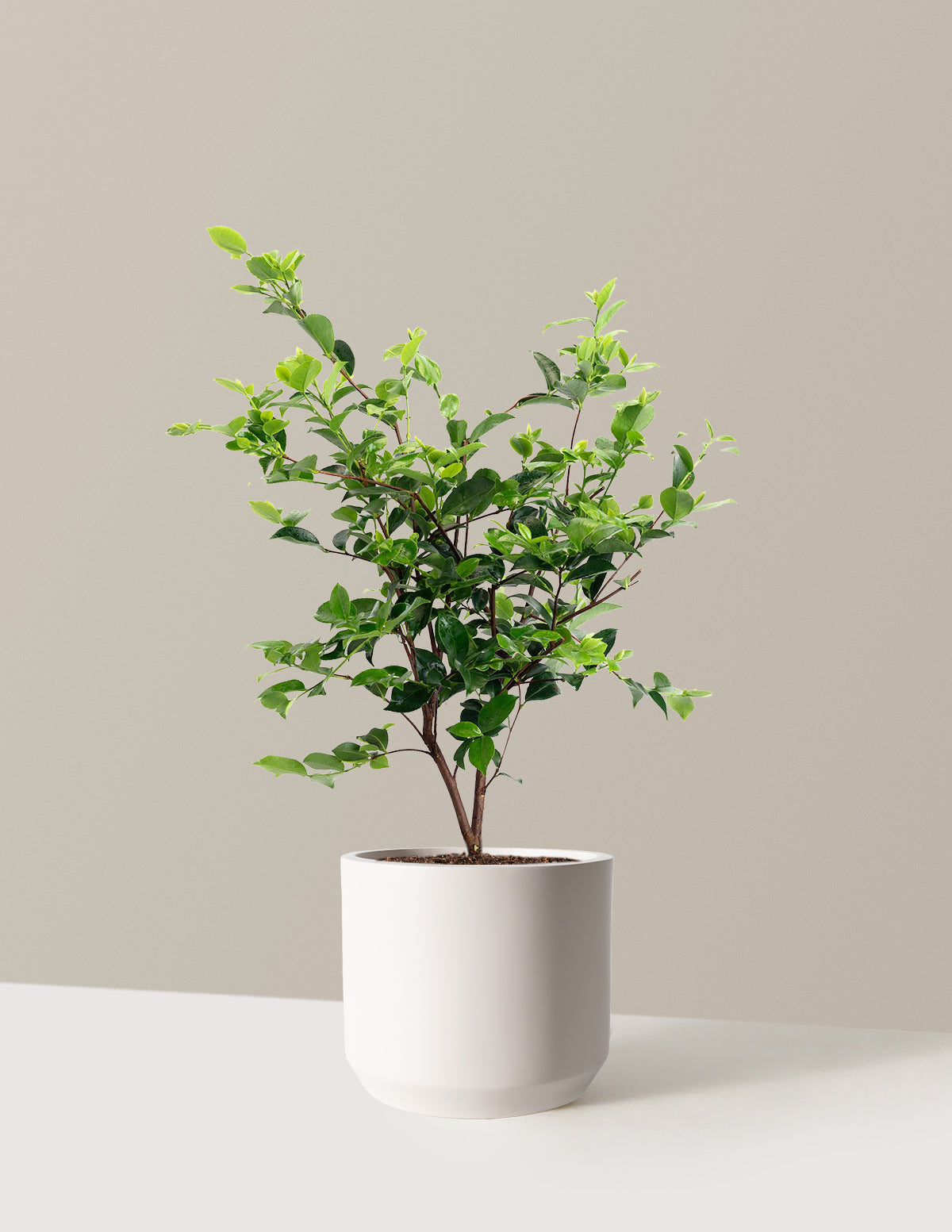 Dream Weaver Camellia