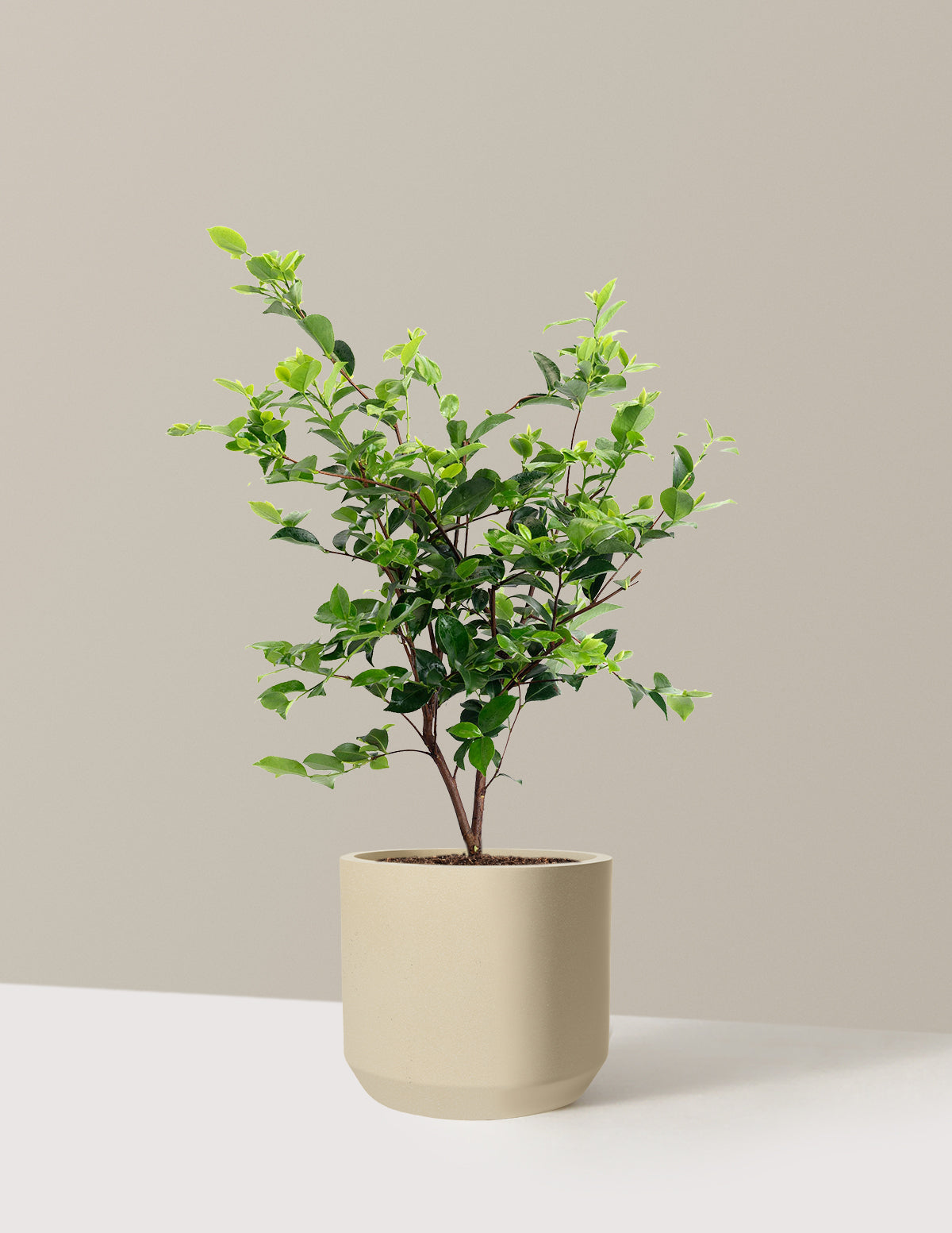 Dream Weaver Camellia