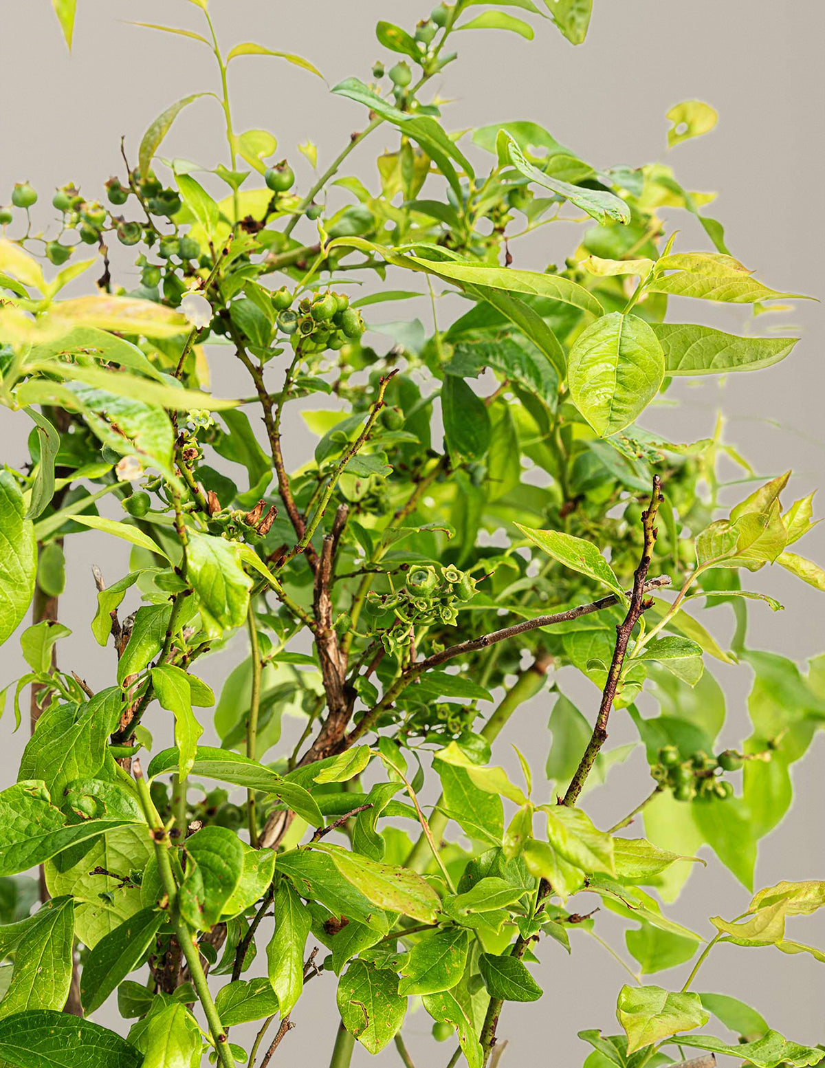 10-Pack Duke Blueberry | 1-2 ft. - 2-Pack | Early, bountiful, beautiful blueberries.