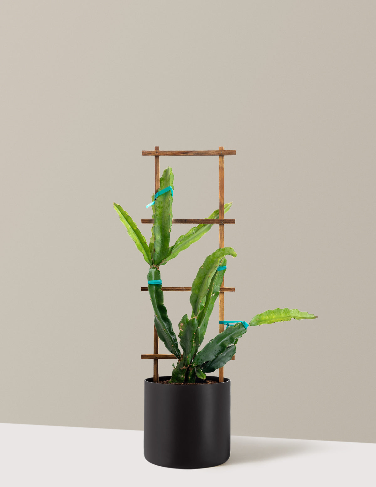Edgar's Baby Dragon Fruit