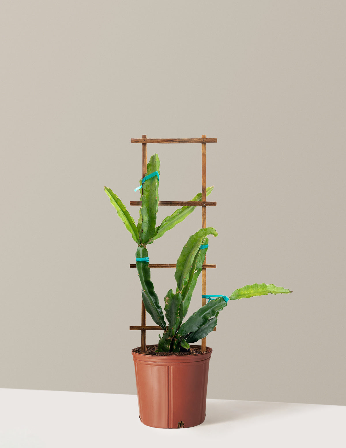 Edgar's Baby Dragon Fruit