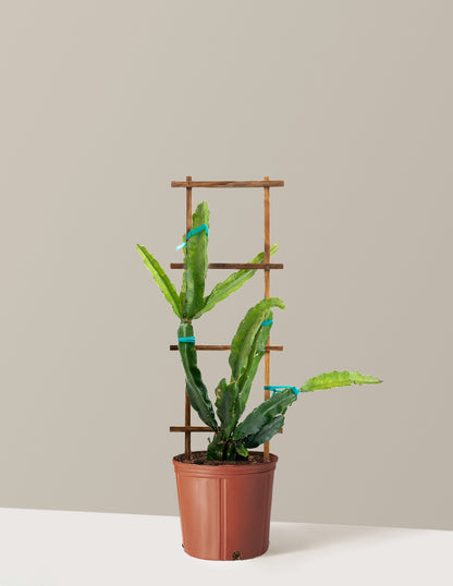 Edgar's Baby Dragon Fruit