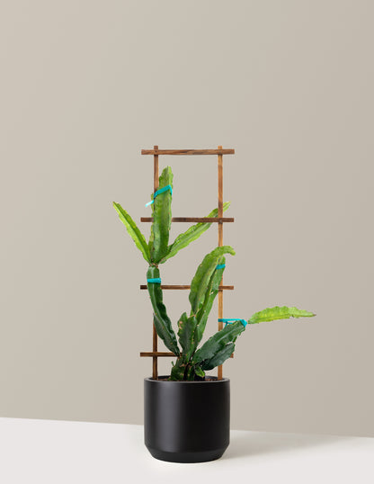 Edgar's Baby Dragon Fruit