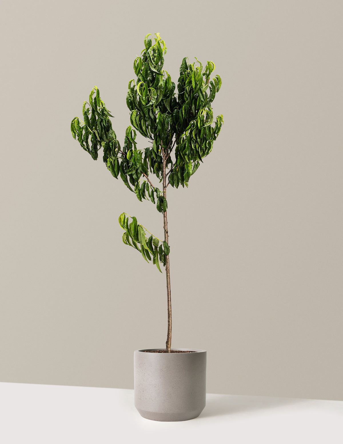 bundle | 4-5 ft. | Mexia | Cement Grey