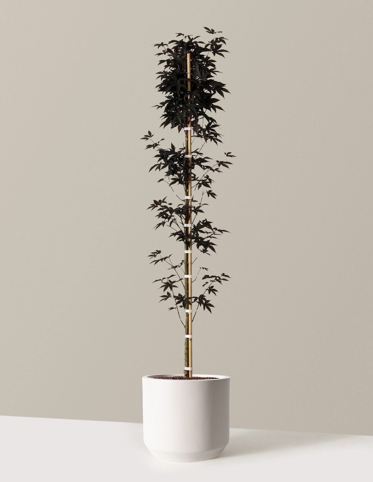 Emperor Japanese Maple