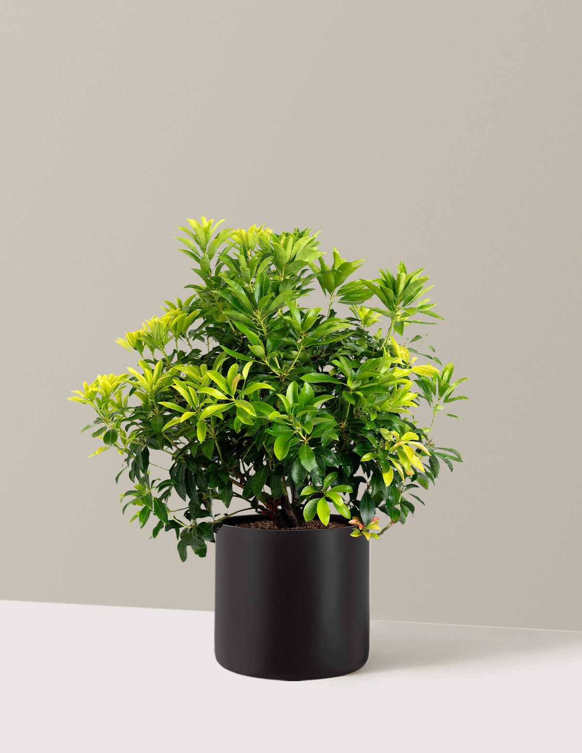 Enchanted Forest® Gay Goblin™ Pieris
