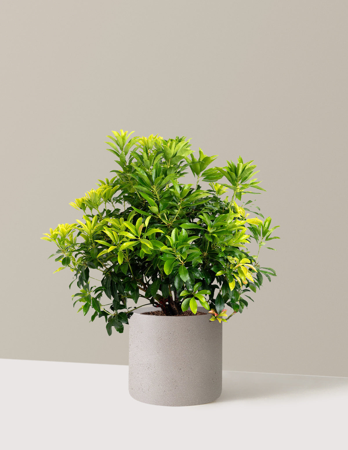 Enchanted Forest® Gay Goblin™ Pieris