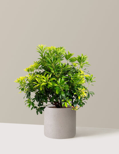 Enchanted Forest® Gay Goblin™ Pieris