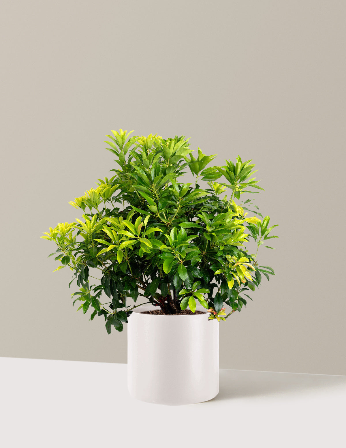 Enchanted Forest® Gay Goblin™ Pieris