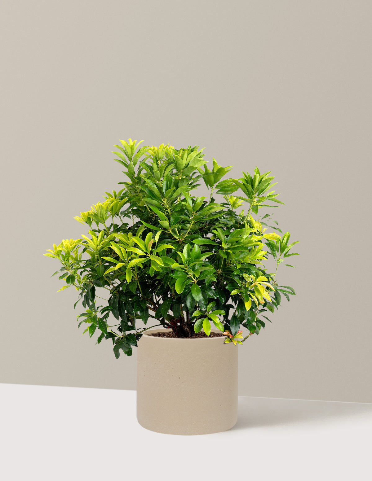 Enchanted Forest® Gay Goblin™ Pieris
